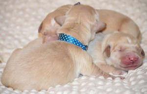 pierwsza doba pieski