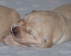 suczki -dwa tygodnie