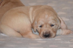 suczki -dwa tygodnie