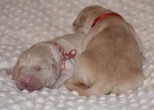 pierwsza doba suczki