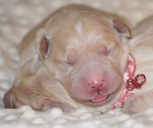 pierwsza doba suczki