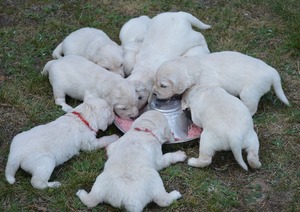 śniadanie na trawie