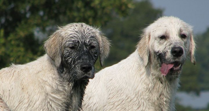 Zanim kupisz goldena :)